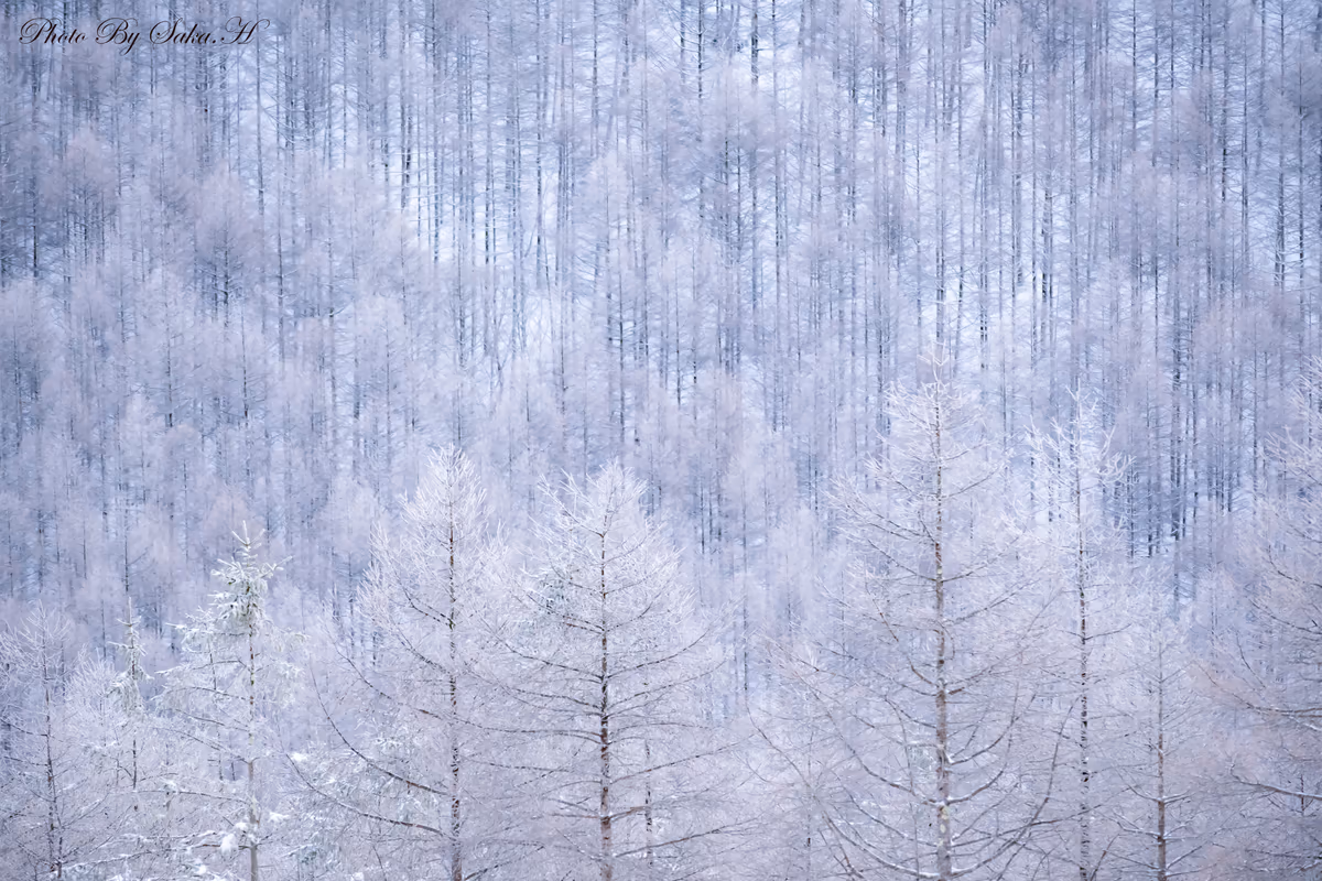 投稿写真：白の世界
