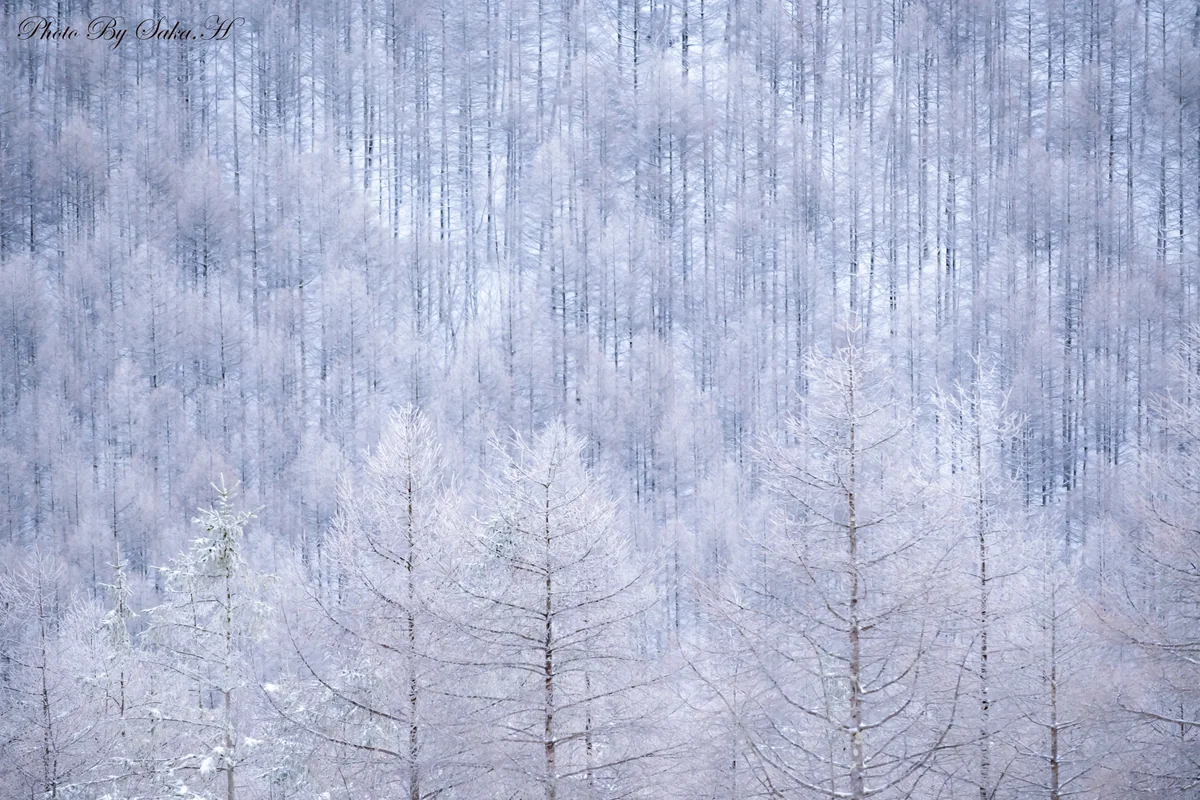 投稿写真：白の世界