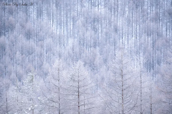 投稿：白の世界