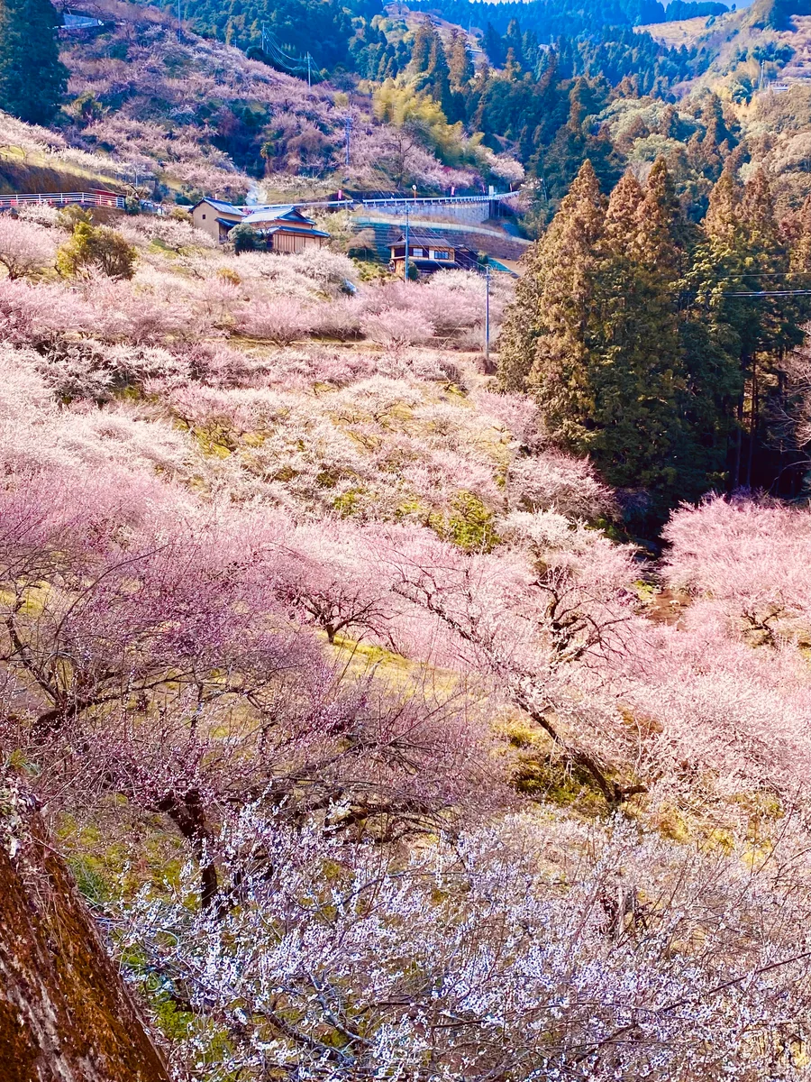 投稿写真：2万本の梅が咲き誇る梅の郷 賀名生梅林