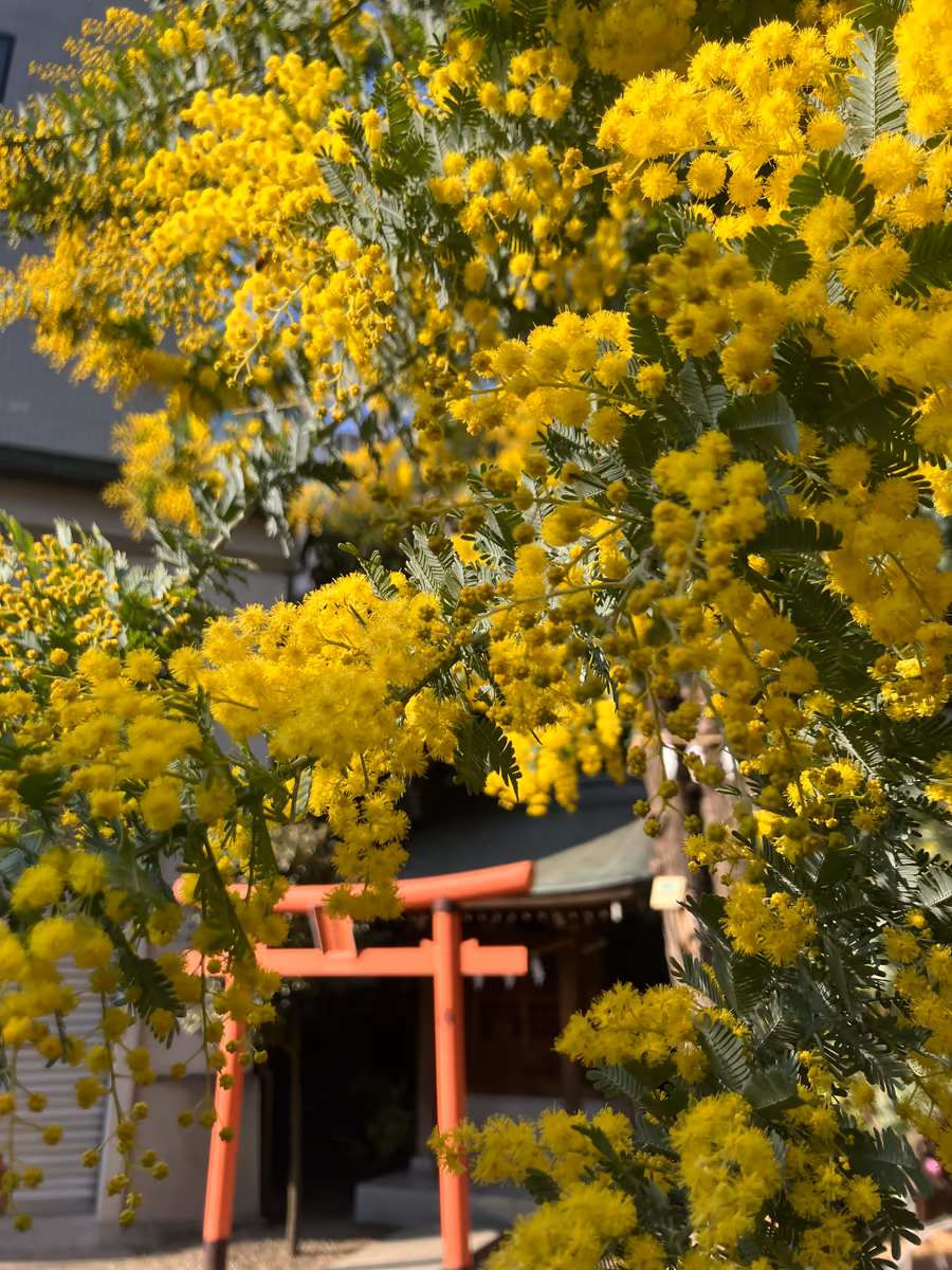 投稿写真：蔵前神社