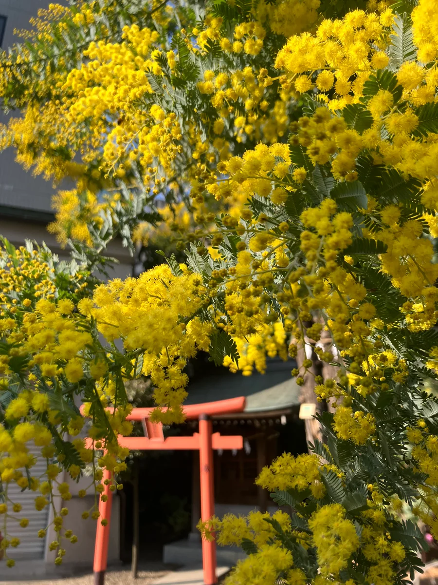 投稿写真：蔵前神社