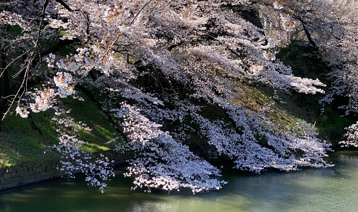 投稿写真：桜雪崩