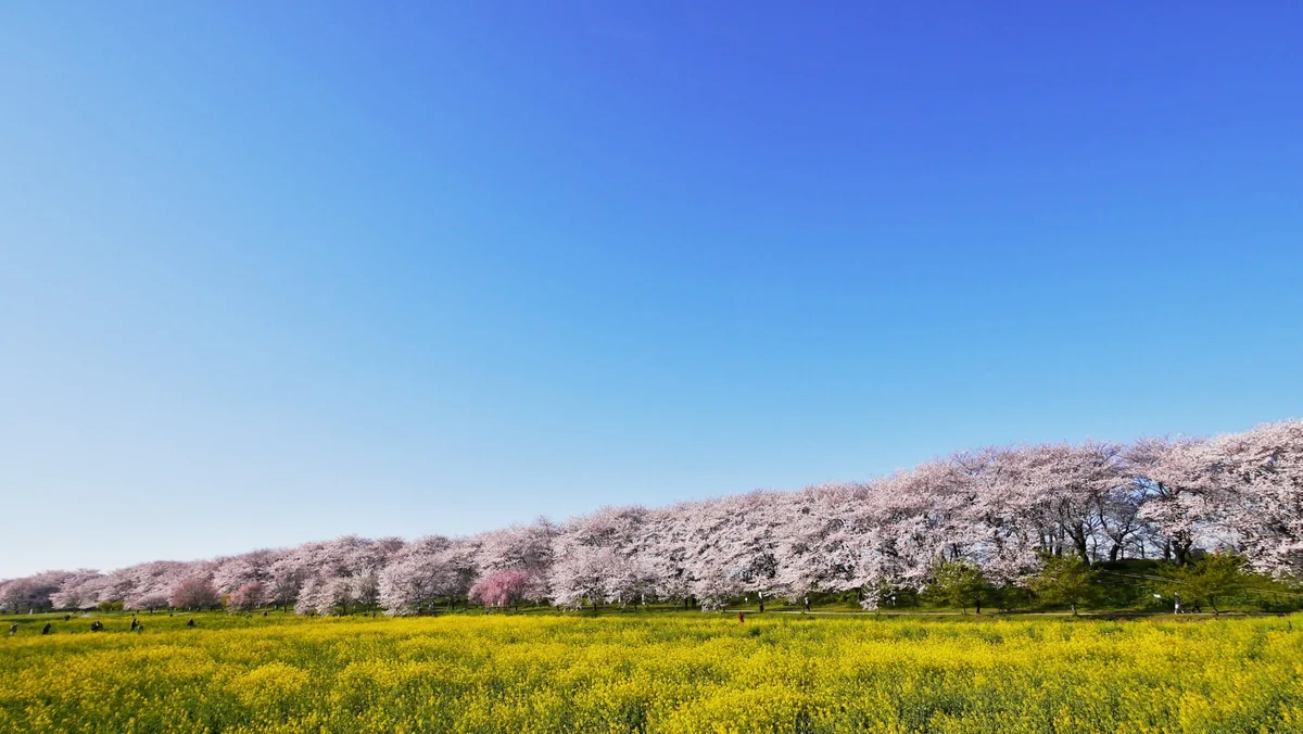 投稿写真：桜並木と菜の花畑