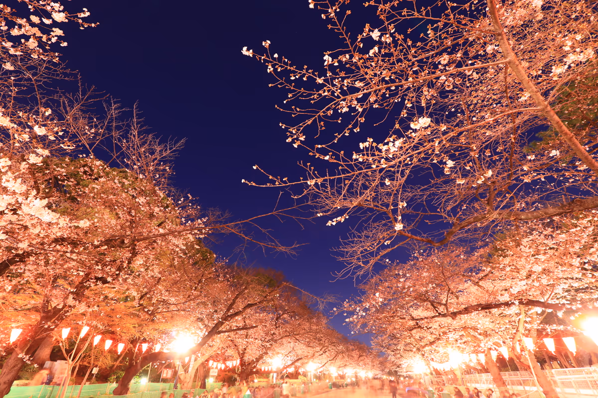 投稿写真：上野の夜桜