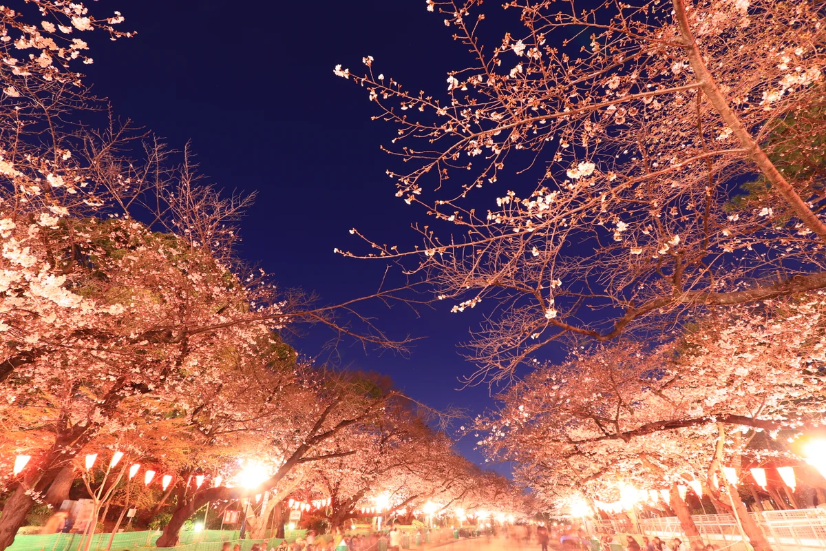 投稿写真：上野の夜桜