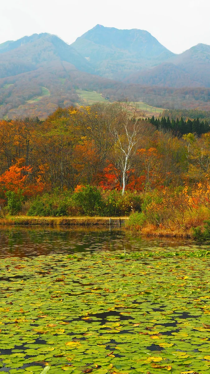 投稿写真：秋の妙高高原