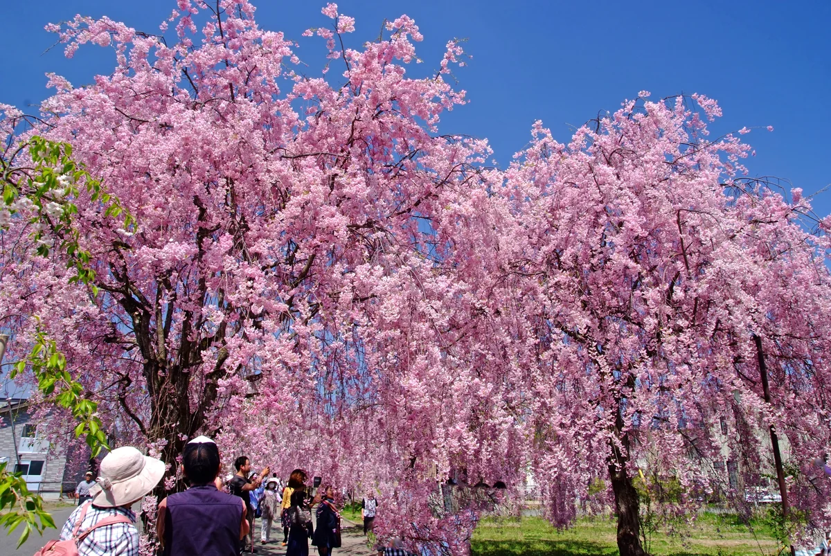 投稿写真：絶景、日中線跡