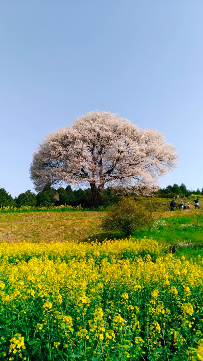 投稿写真：馬場の山桜