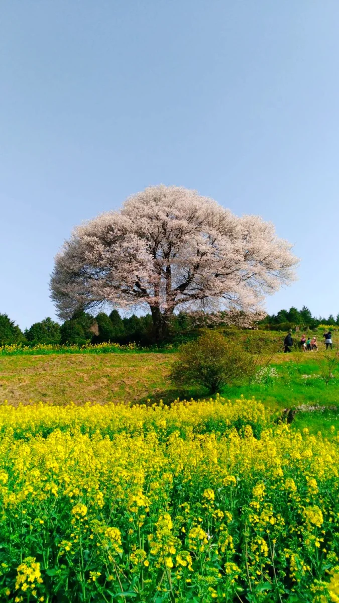投稿写真：馬場の山桜