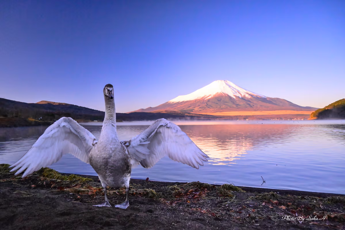 投稿写真：大きくなったよ