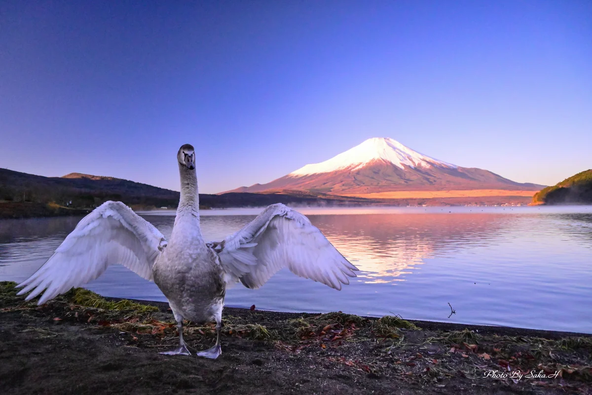 投稿写真：大きくなったよ