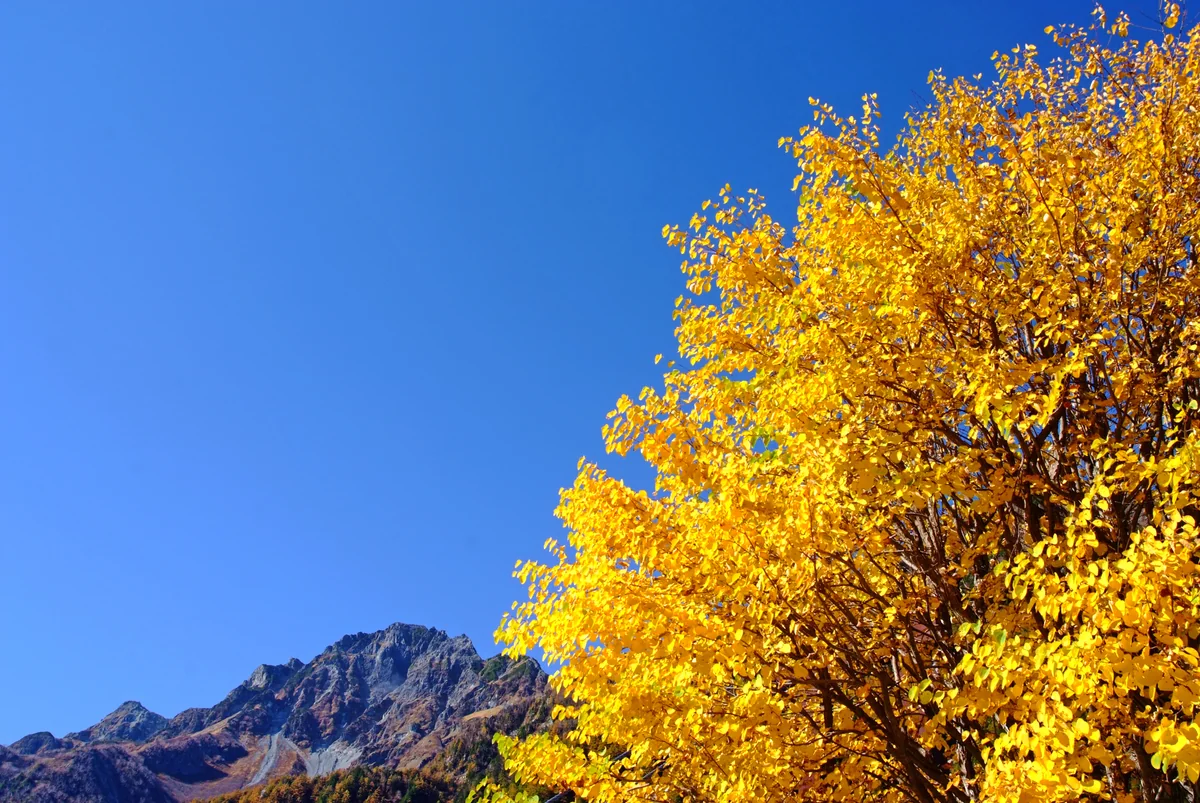 投稿写真：秋、奥上高地へ