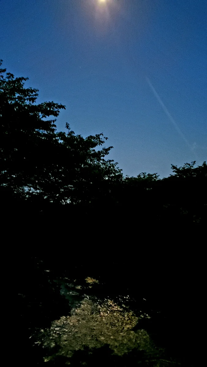 投稿写真：戸根川の蛍めぐり