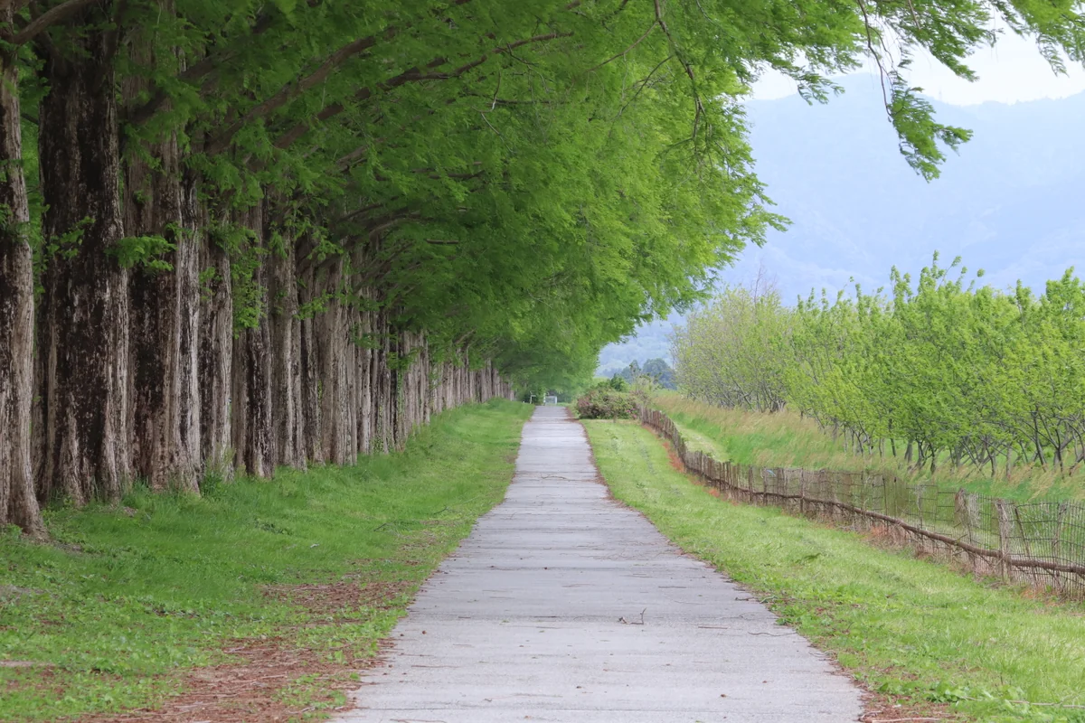 投稿写真：メタセコイヤ並木の側道