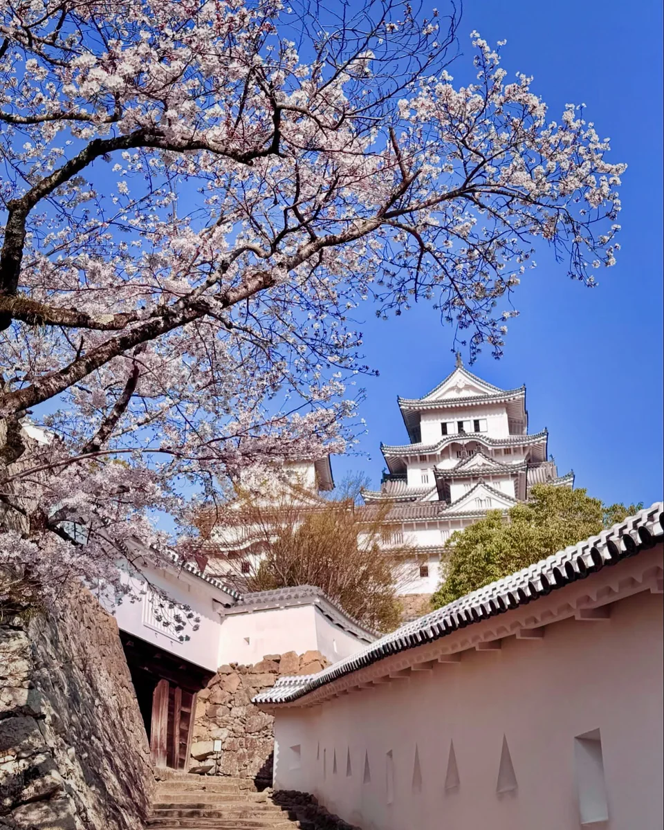 投稿写真：春の絶景🌸世界遺産 国宝姫路城