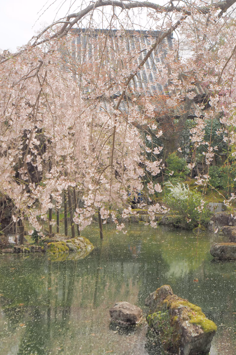 投稿写真：竹林院　桜