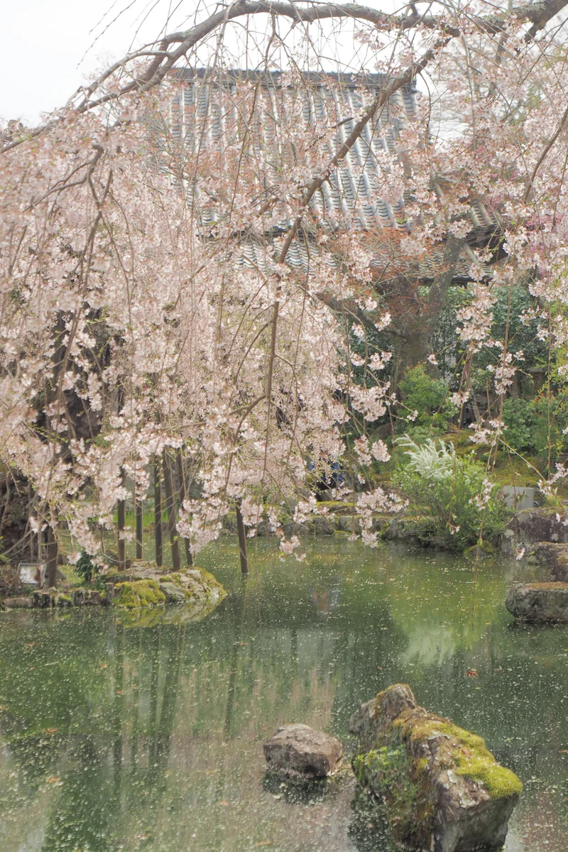 投稿写真：竹林院　桜