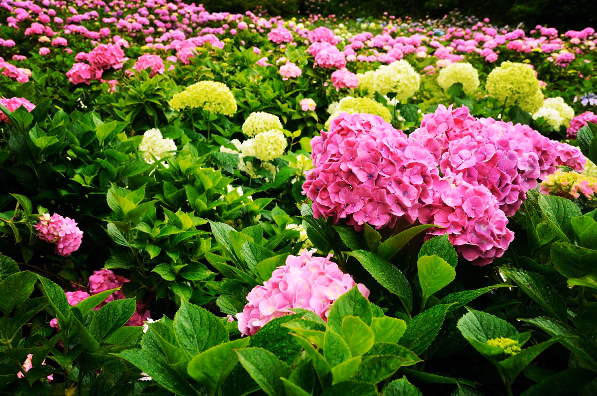 投稿写真：紫陽花の園