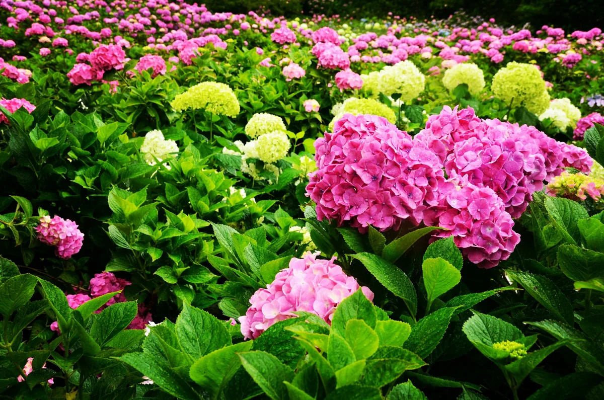 投稿写真：紫陽花の園