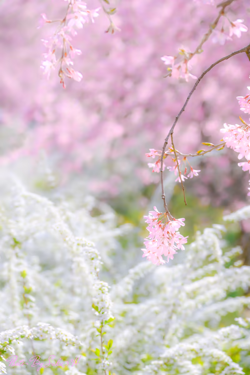 投稿写真：春爛漫