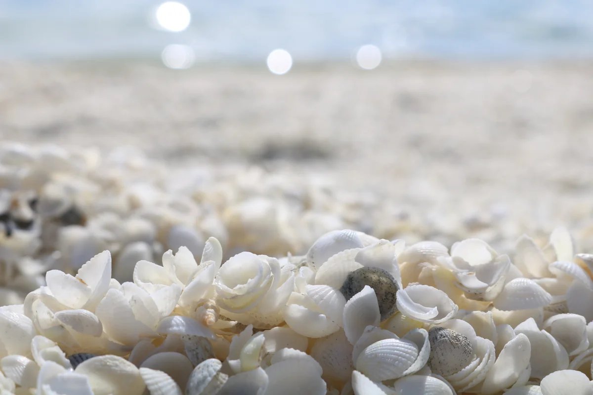 投稿写真：シェルビーチ