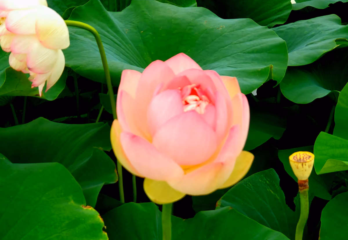 投稿写真：蓮の花