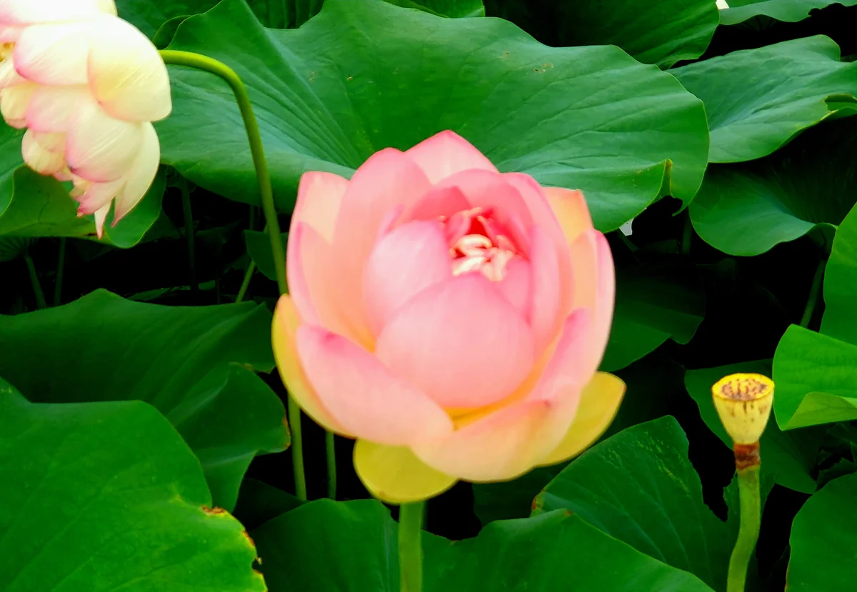 投稿写真：蓮の花