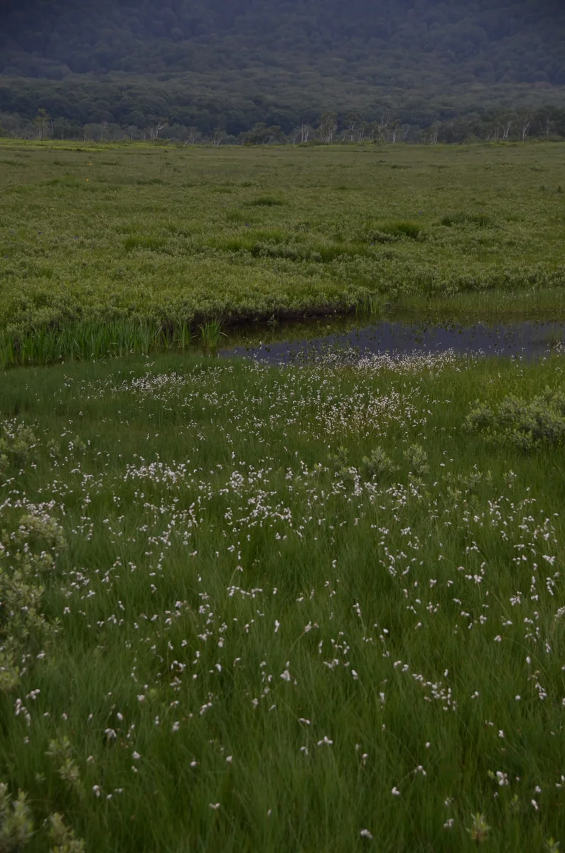 投稿写真：湿原のサギスゲ