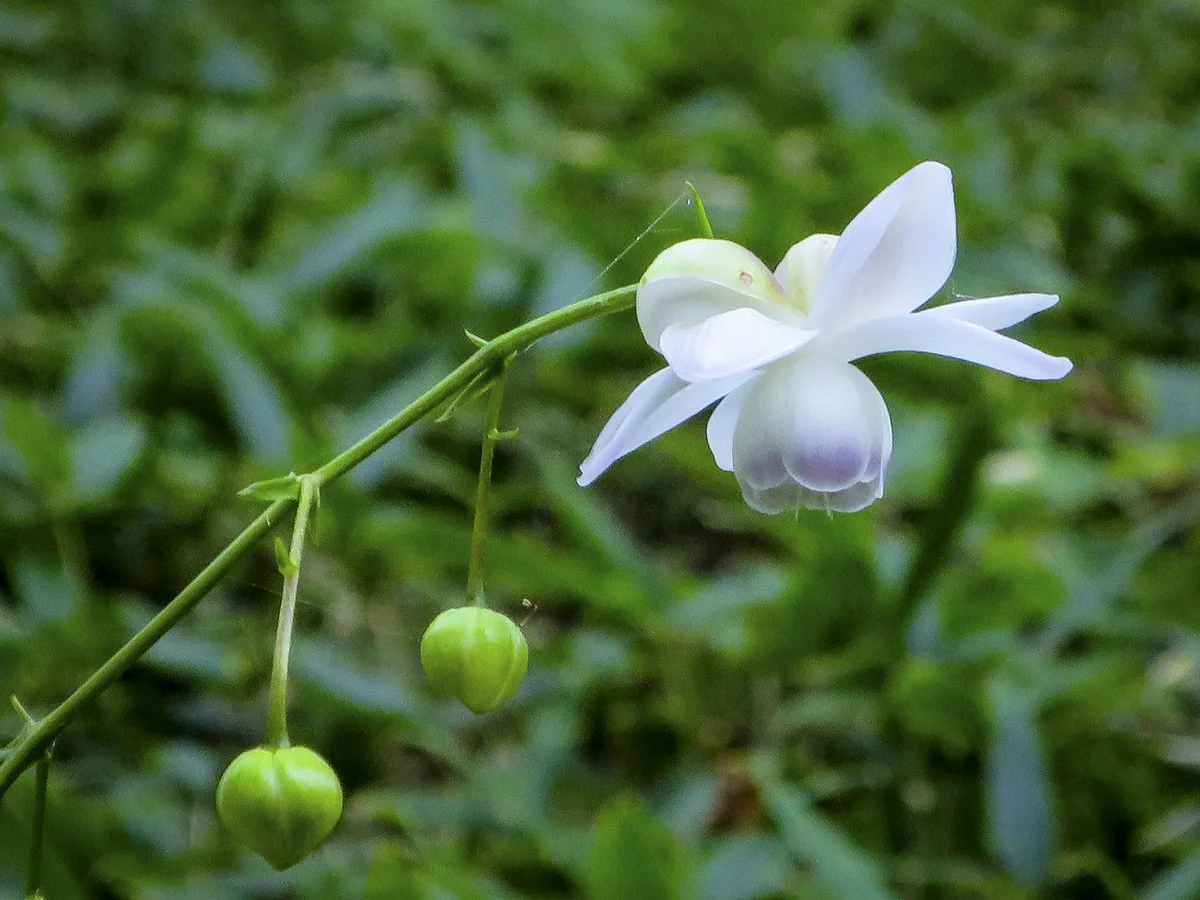 投稿写真：レンゲショウマ