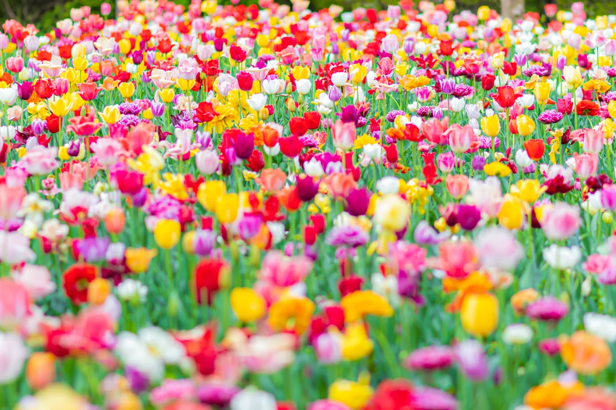 投稿写真：色とりどりの世界