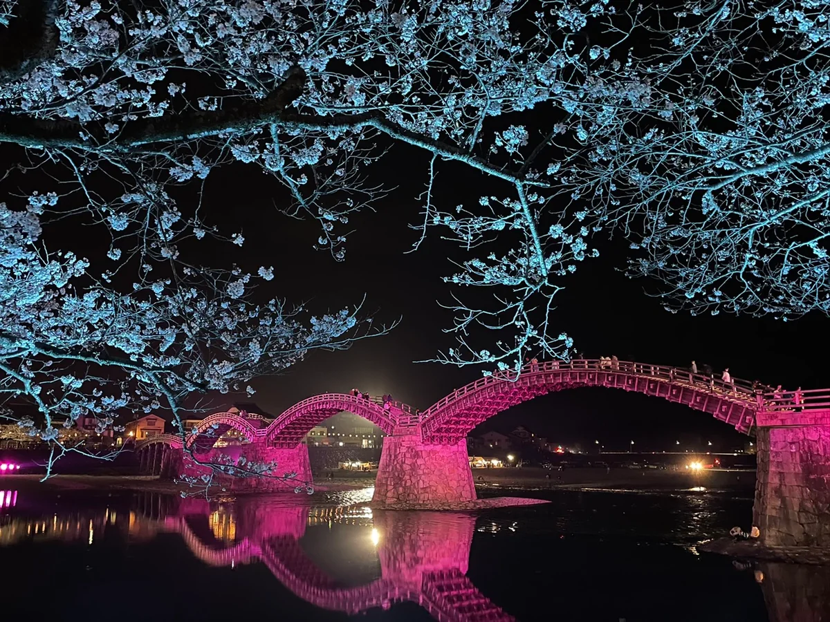投稿写真：桜とライトアップされた錦帯橋