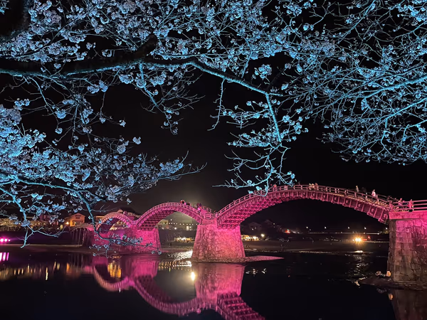 投稿：桜とライトアップされた錦帯橋