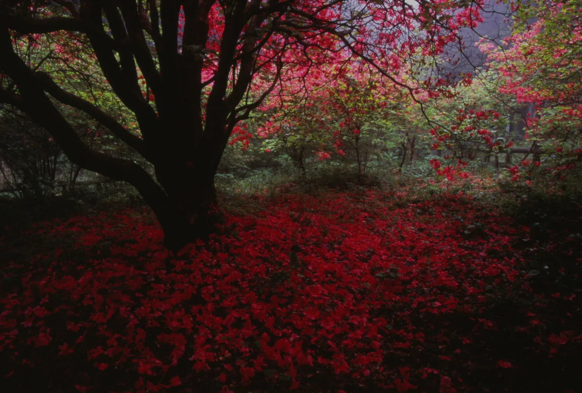 投稿写真：赤い絨毯