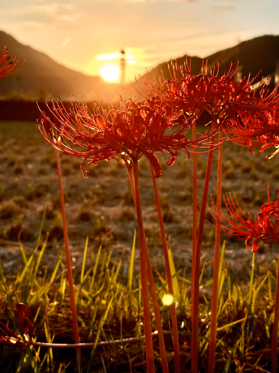 投稿写真：彼岸花夕景