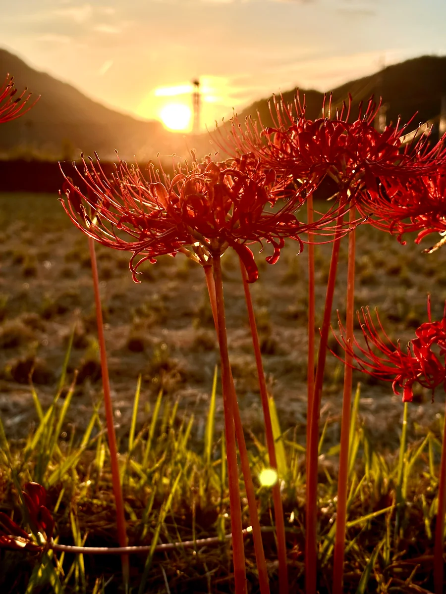 投稿写真：彼岸花夕景
