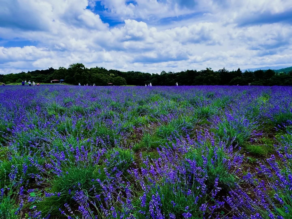 投稿写真：300種ものハーブが風邪に揺れる香りの庭 ハーブガーデン