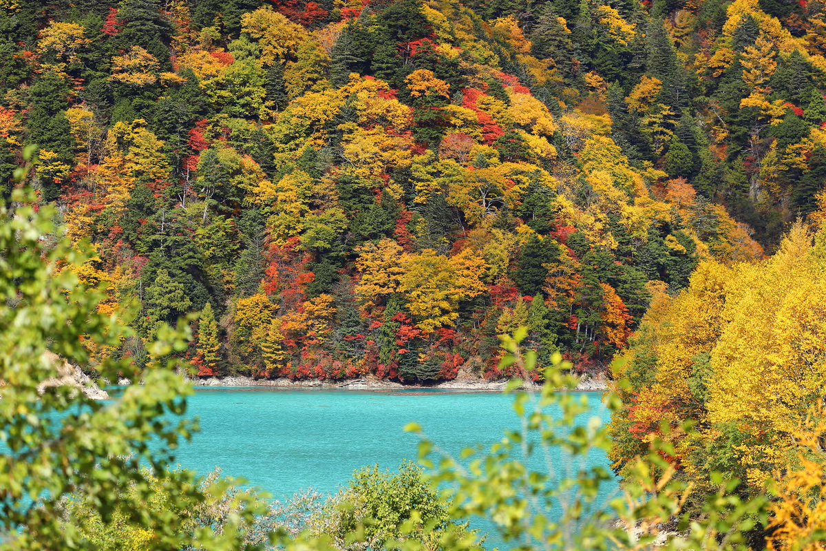 投稿写真：高瀬ダム湖の紅葉