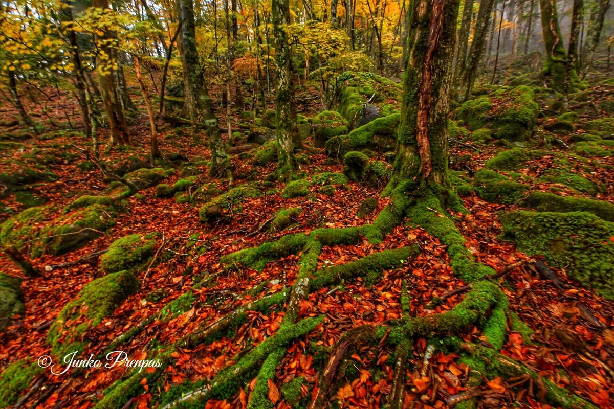 投稿写真：大台ケ原 西大台エリア