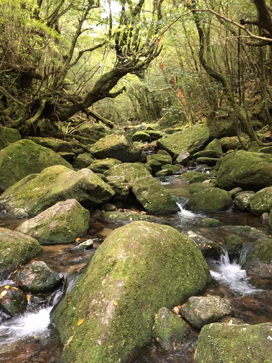 投稿写真：屋久島 白谷雲水峡