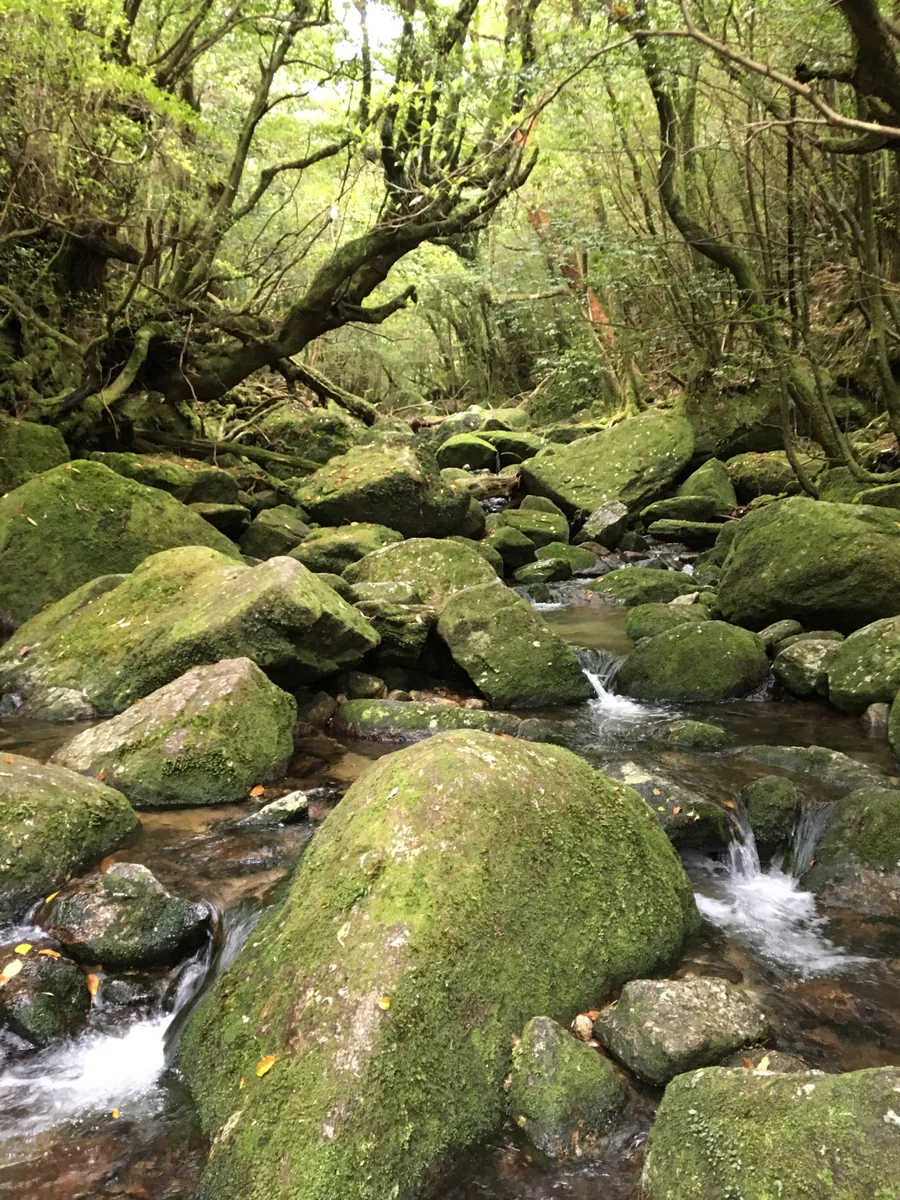 投稿写真：屋久島 白谷雲水峡
