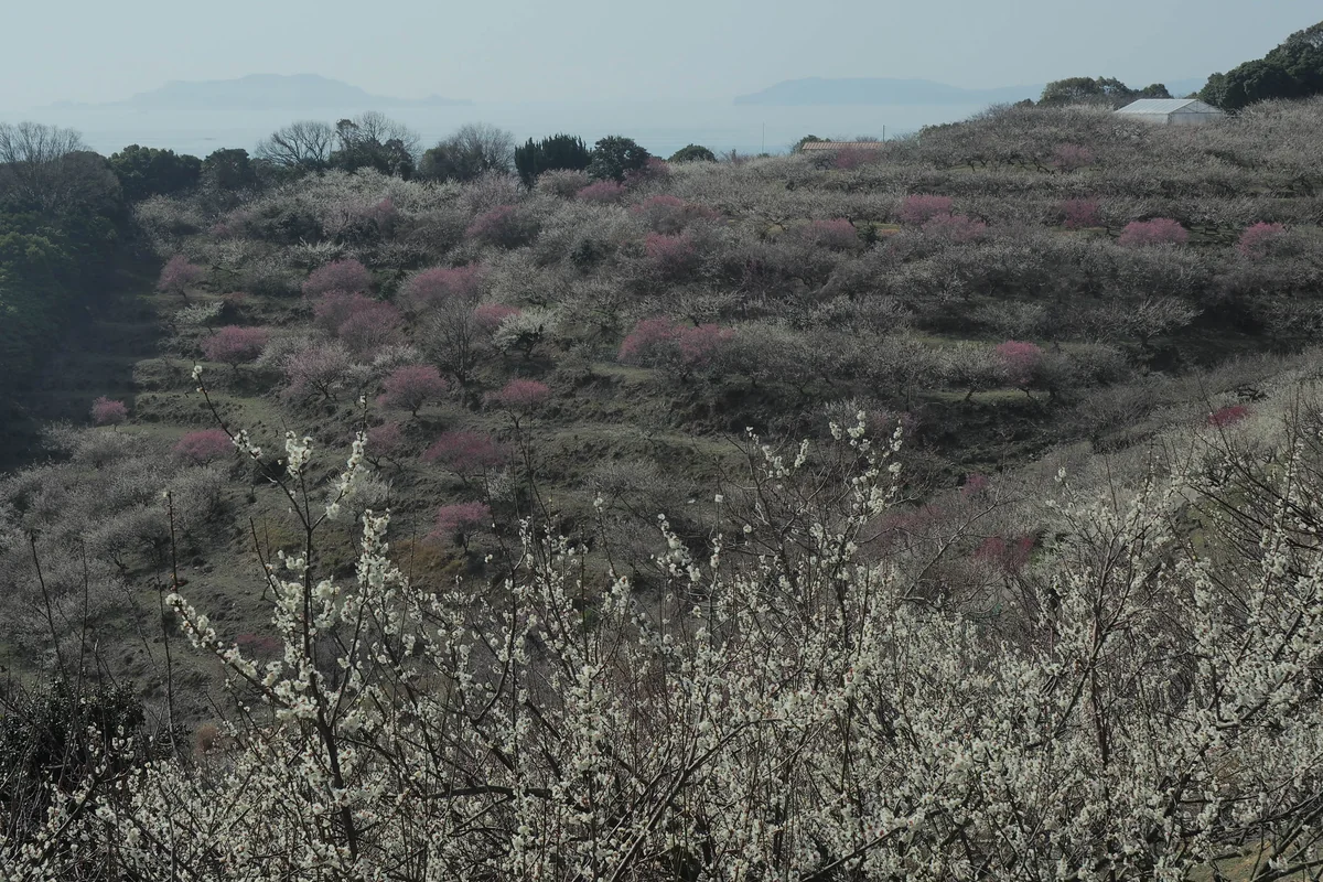 投稿写真：瀬戸内の梅林