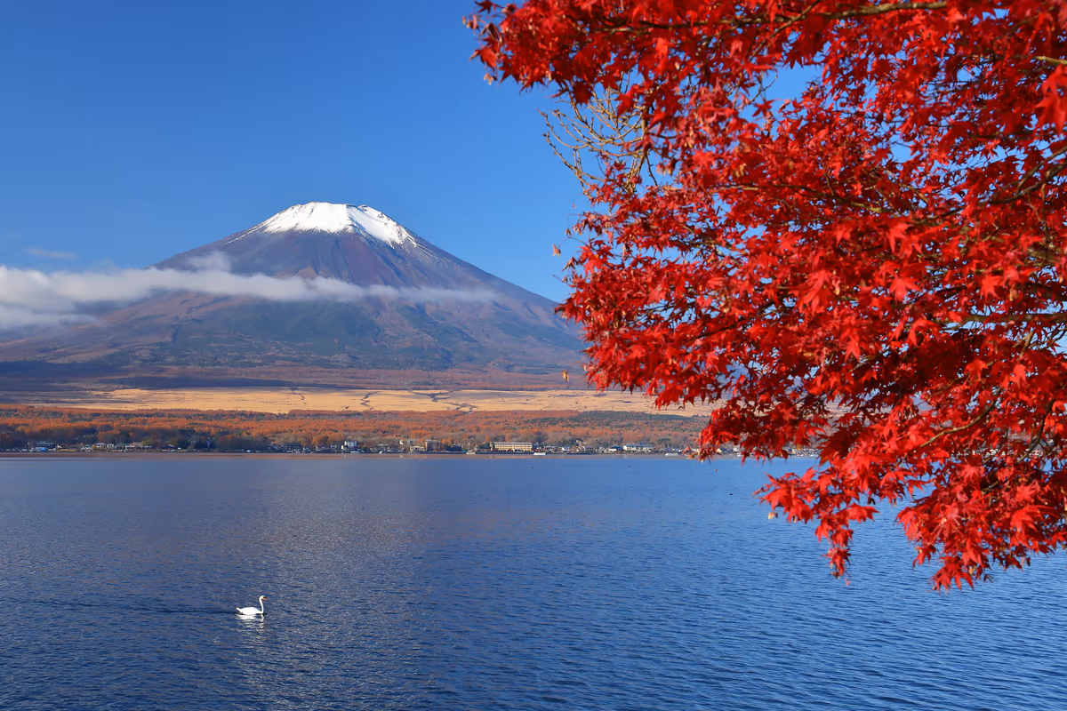 投稿写真：富士山を望む山中湖の紅葉と白鳥