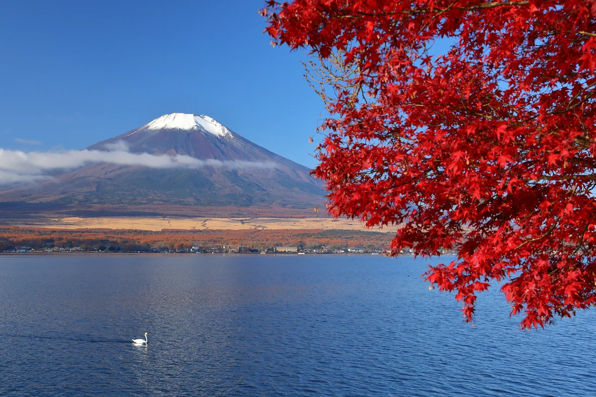 投稿写真：富士山を望む山中湖の紅葉と白鳥