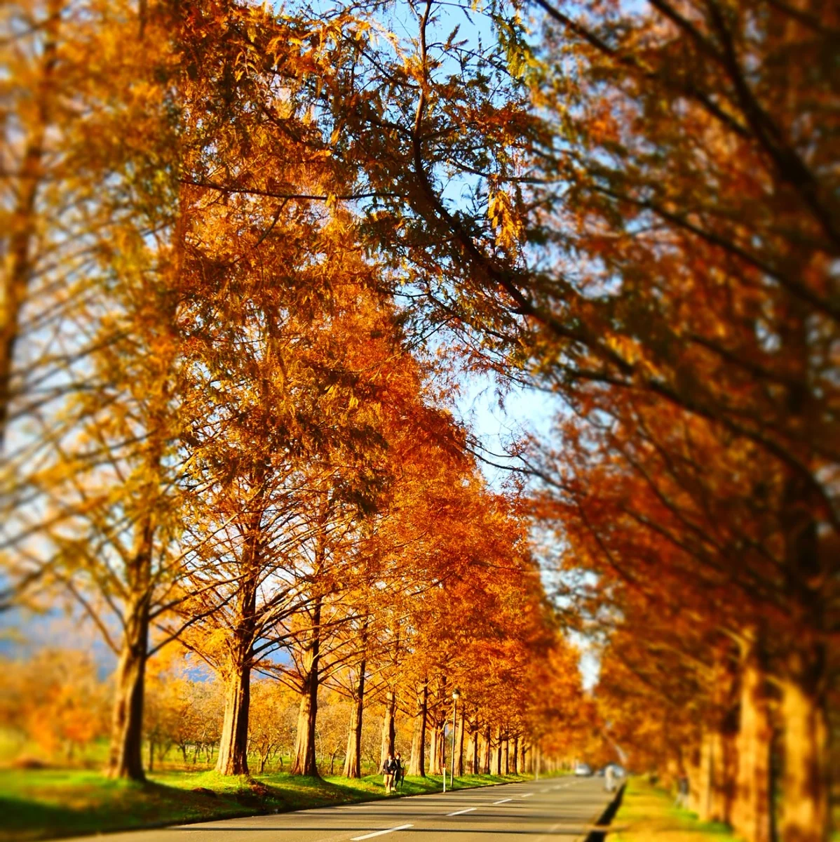 投稿写真：メタセコイア並木