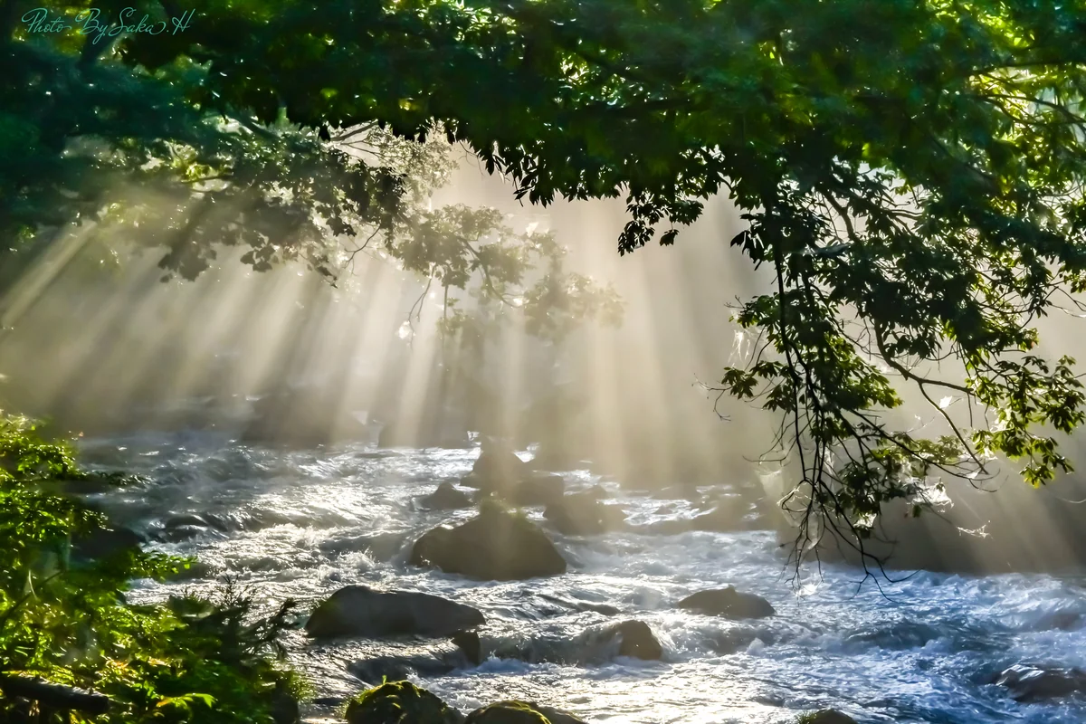 投稿写真：光のシャワー