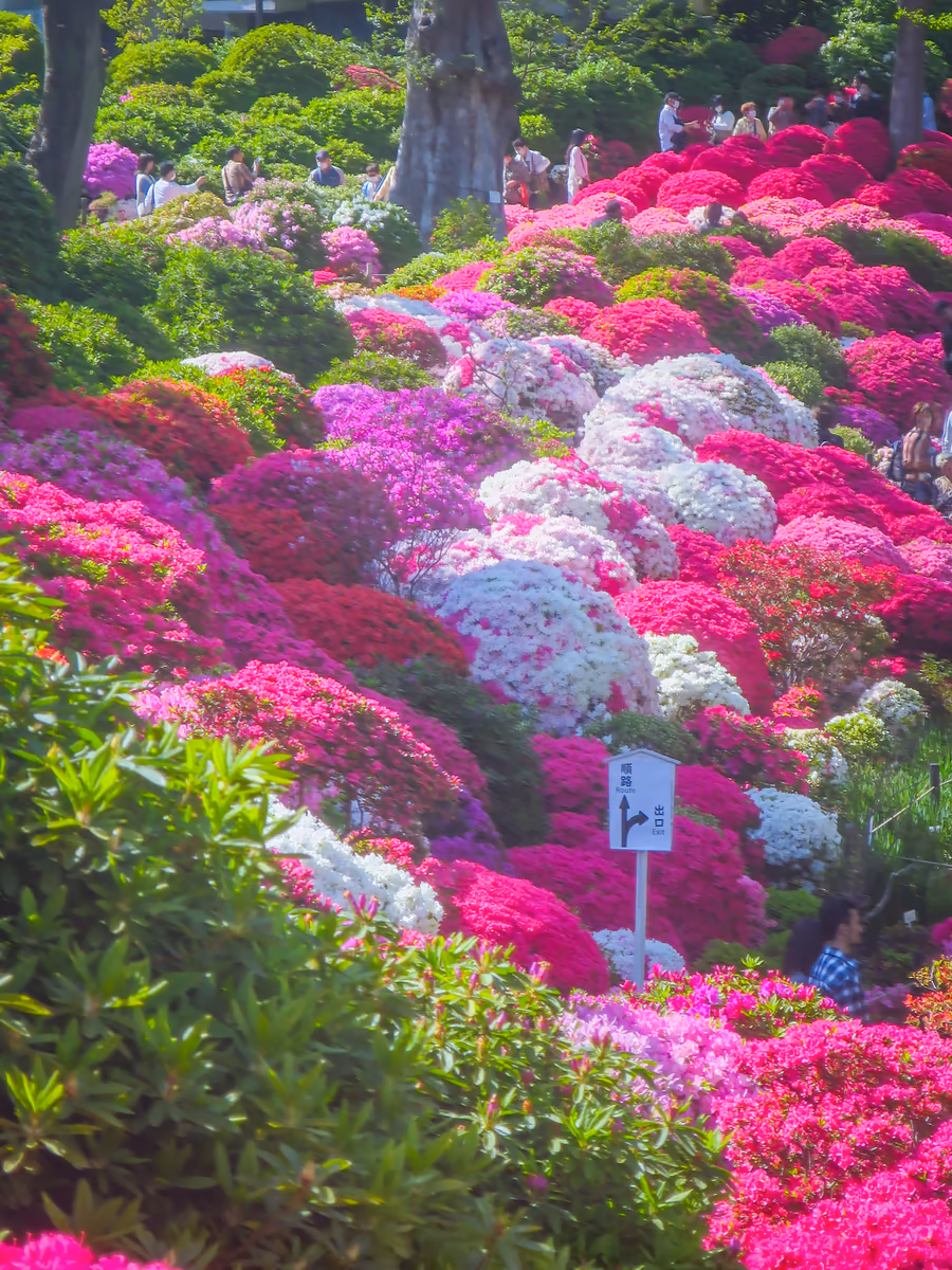 投稿写真：色とりどりのツツジ
