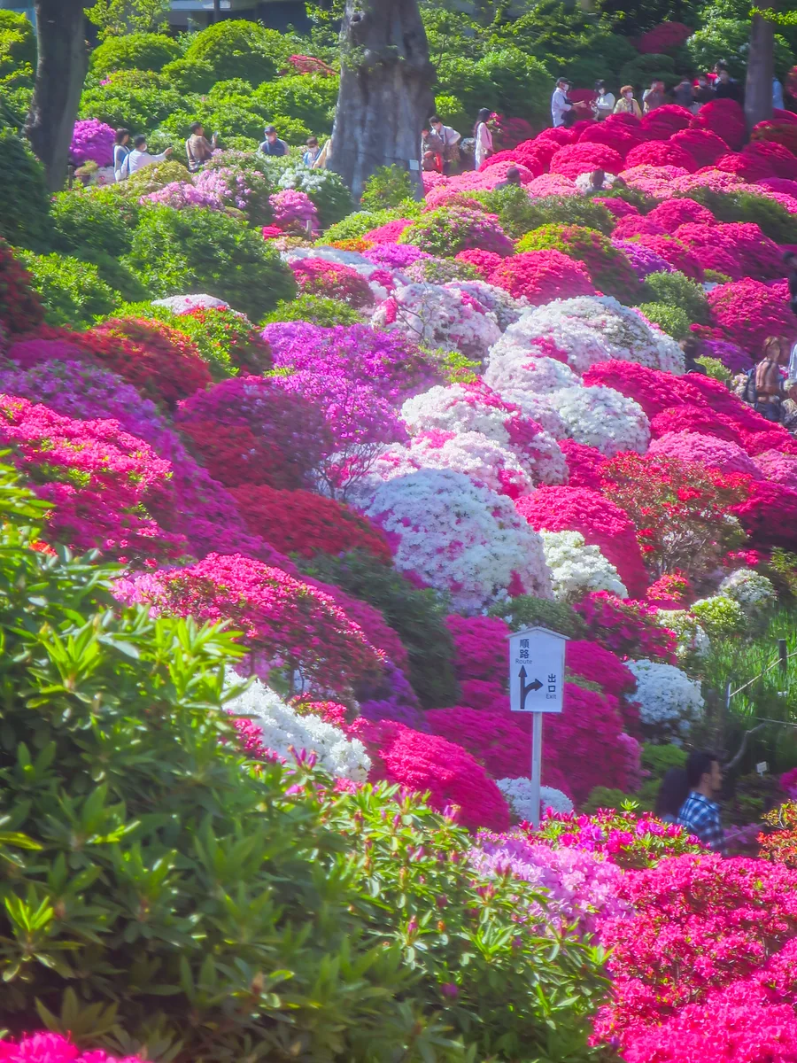 投稿写真：色とりどりのツツジ