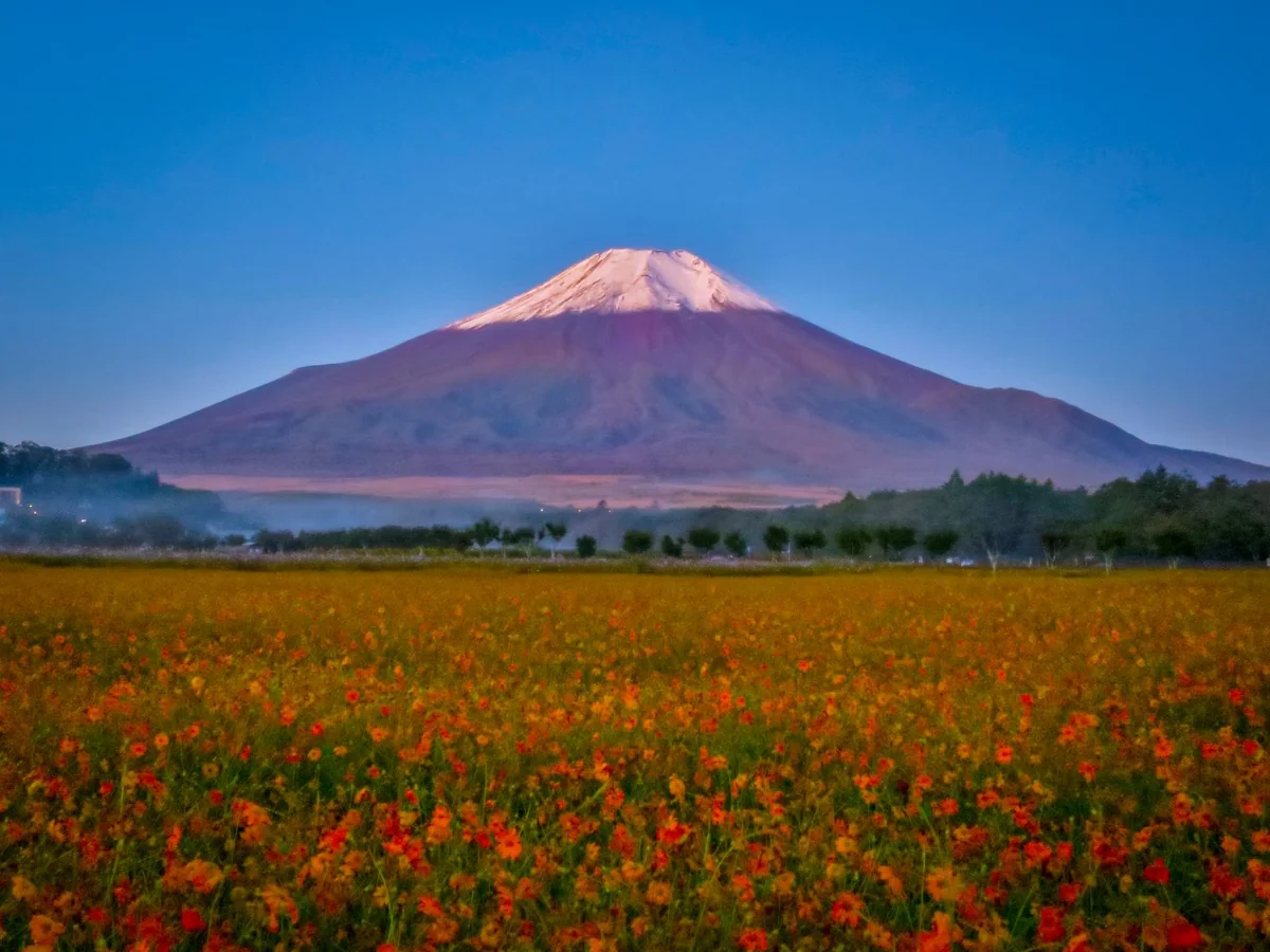 投稿写真：冠雪富士とキバナコスモス