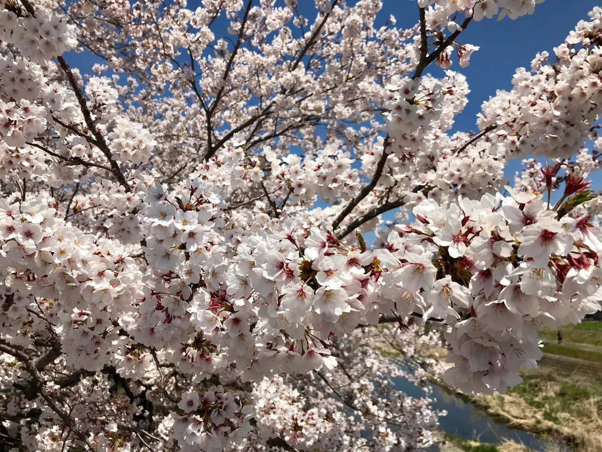 投稿写真：八王子の桜満開🌸